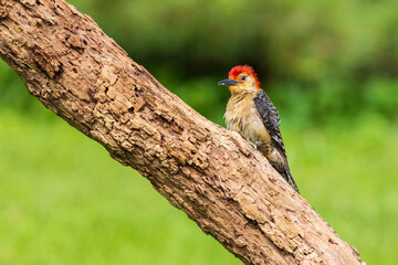 Red-bellied Woodpecker male on dead tree, Marion County, Illinois.