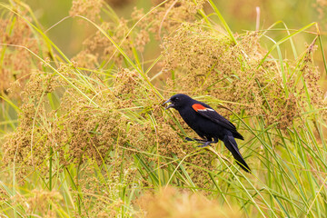 Red-winged Blackbird male on sedges at wetland, Marion County, Illinois.