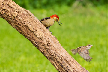 Red-bellied Woodpecker male and House Sparrow fighting, Marion County, Illinois.