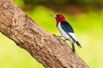 Red-headed Woodpecker on dead tree, Marion County, Illinois.