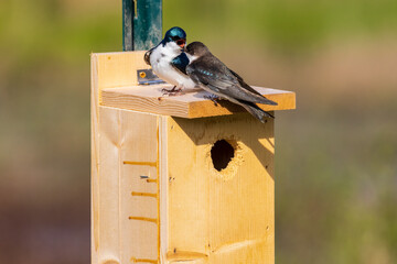 Tree Swallows male and female at nest box, Marion County, Illinois.