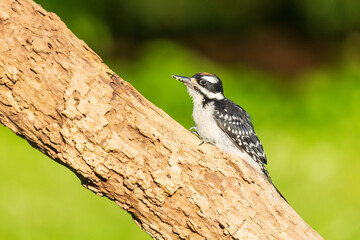 Hairy Woodpecker immature male on dead tree, Marion County, Illinois.