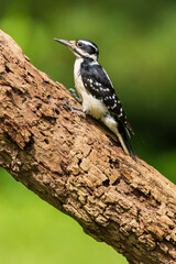 Hairy Woodpecker female on dead tree, Marion County, Illinois.