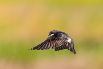 Tree Swallow female in flight, Marion County, Illinois.