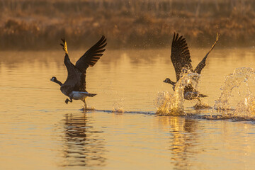 Canada Geese taking off from wetland at sunrise in fog, Marion County, Illinois.