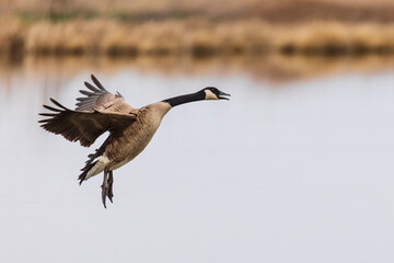 Obraz premium Canada Goose landing in wetland, Marion County, Illinois.