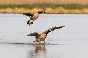 Canada Geese landing in wetland, Marion County, Illinois.