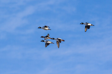 Obraz premium Common Goldeneyes in flight, Clinton County, Illinois.