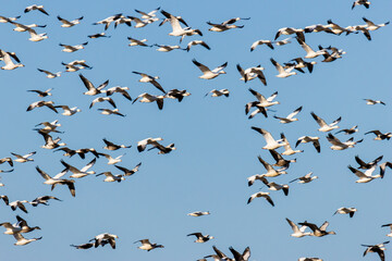 Snow Geese flock in flight, Clinton County, Illinois.
