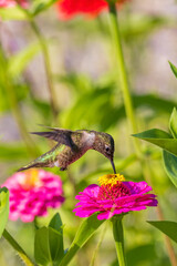 Ruby-throated Hummingbird immature feeding on zinnia. Marion County, Illinois.