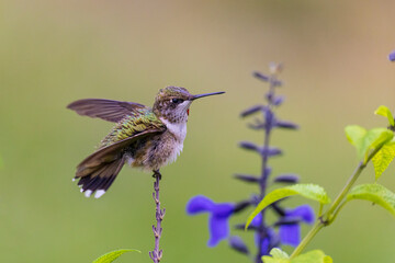 Ruby-throated Hummingbird immature male bathing in garden during a rain shower, Marion County,...