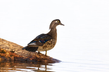 Wood Duck female in wetland, Marion County, Illinois.