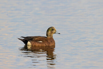 American Wigeon male in wetland, Marion County, Illinois.