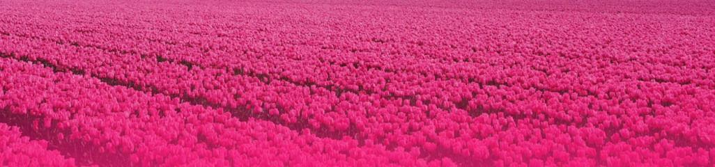 Obraz premium Spring background with many pink tulips. Bright colorful spring field of flowers. Banner.