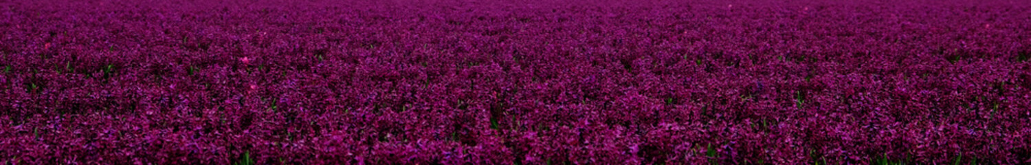Spring flower field  in the Netherlands with rich purple hyacinths. Banner. Floral background.