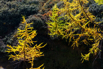 autumnal mountain landscape inside the Alpe Devero, Val D'Ossola, Verbania, Italia