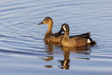 Blue-winged Teal male and female in wetland, Illinois.