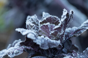 Close-up of red cabbage still growing in the garden in winter. The cabbage leaves are covered with...