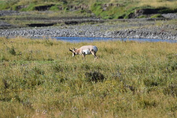 Fototapeta premium Wildlife in Yellowstone National Park