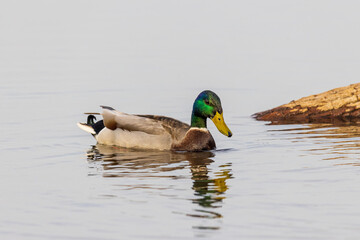Mallard male in wetland, Marion County, Illinois.