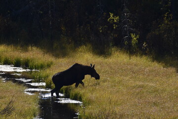 Moose in Yellowstone National Park