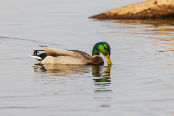Mallard male in wetland, Marion County, Illinois.