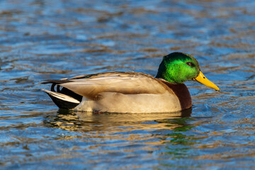 Mallard male in wetland, Clinton County, Illinois.