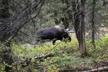 Moose in Yellowstone National Park