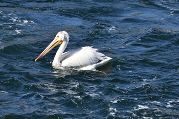 Wildlife in Yellowstone National Park