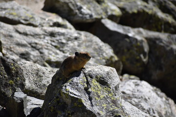 Wildlife in Yellowstone National Park