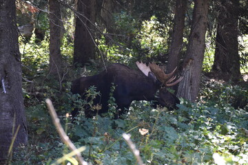 Moose in Yellowstone National Park