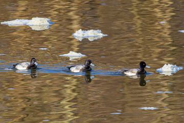 Lesser Scaup males swimming in water in winter, Clinton County, Illinois.