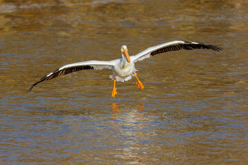 American White Pelican coming in for a landing, Clinton County, Illinois.