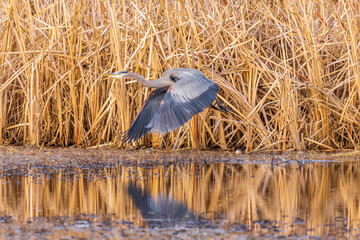 Great Blue Heron lifting off wetland, Clinton County, Illinois.