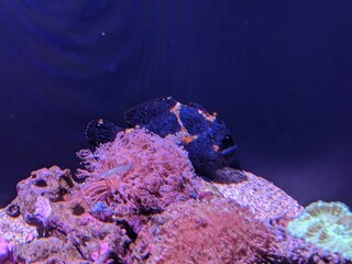 coral reef with fish