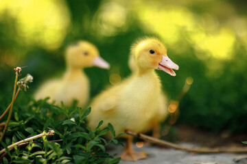Group of cute yellow ducklings walking on green grass in natural outdoor setting. Fluffy baby ducks exploring in springtime environment. Perfect for farm, nature, or Easter themes.