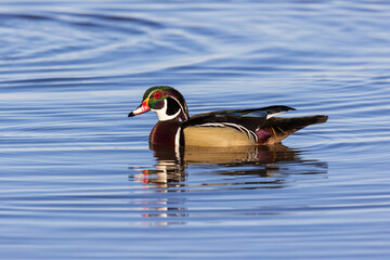 Wood Duck male in wetland, Marion County, Illinois.