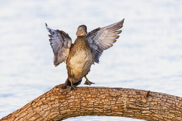 Wood Duck female in wetland flapping wings, Marion County, Illinois.