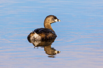 Pied-billed Grebe in wetland, Marion County, Illinois.