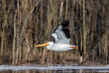 American White Pelican in flight, Clinton County, Illinois.
