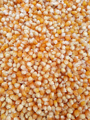 Granos de Maíz