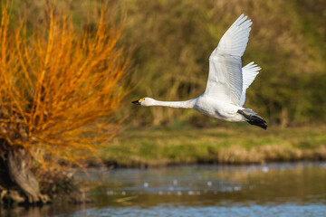 Tundra Swan, Bewick's Swan, Cygnus columbianus at winter in Slimbridge Mashes, England