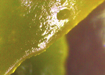 Seaweed, kelp in detail. Vegan food. Image under the microscope, micro photography. Science, study...