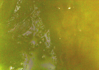 Seaweed, kelp in detail. Vegan food. Image under the microscope, micro photography. Science, study and education. Multiple zoom, close-up. Scientific photography new