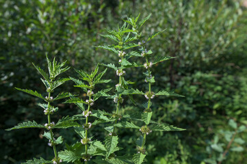 Flowers of a gypsywort plant (Lycopus europaeus)