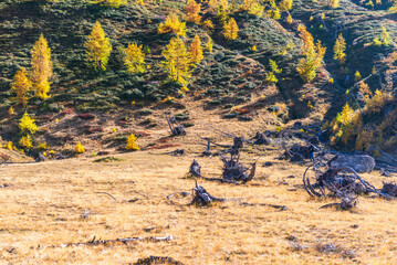 autumnal mountain landscape inside the Alpe Devero, Val D'Ossola, Verbania, Italia