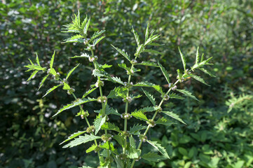 Flowers of a gypsywort plant (Lycopus europaeus)