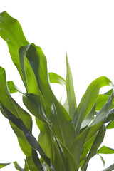 Young corn plants, in a corn field, close-up, green leaves, stem. Agriculture concept.