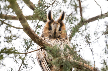 Long eared owl camouflaged in the tree