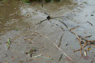 The background is a damp concrete path on the street